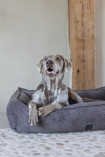 Actual product image Designed by Lotte Ribbed (Dog)
