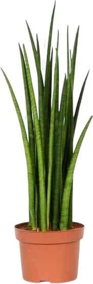 Plantlovers Sansevieria Bacularis Mikado (Bogenhanf) (40 cm, Freshly repotted)
