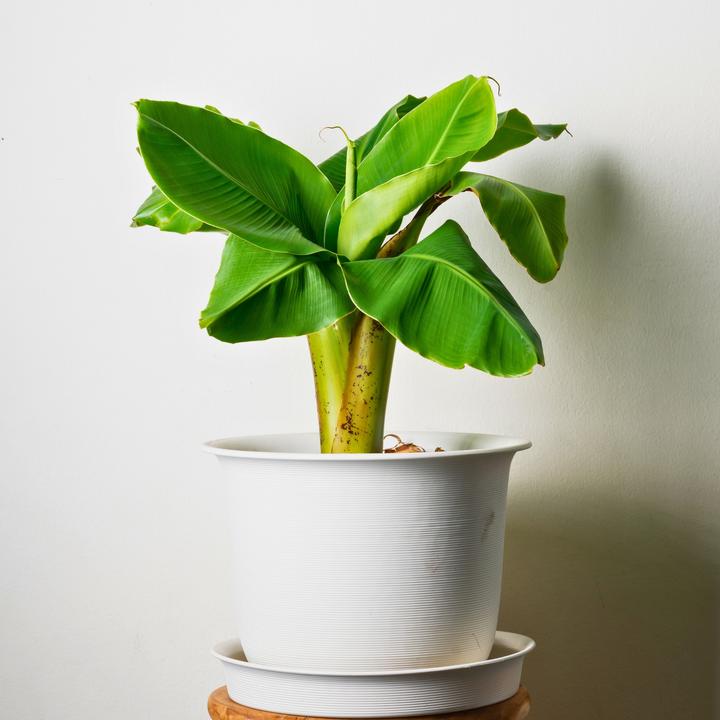 Produktbild Plant in a Box Musa Basjoo - 2er-Set Bananenpflanzen (25 cm)