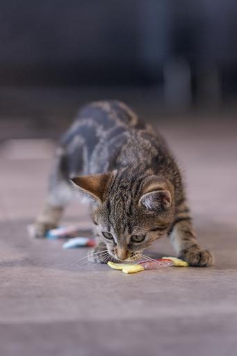 Immagine prodotto Beeztees Gattino che salta il pesce (Catmint giocattolo)