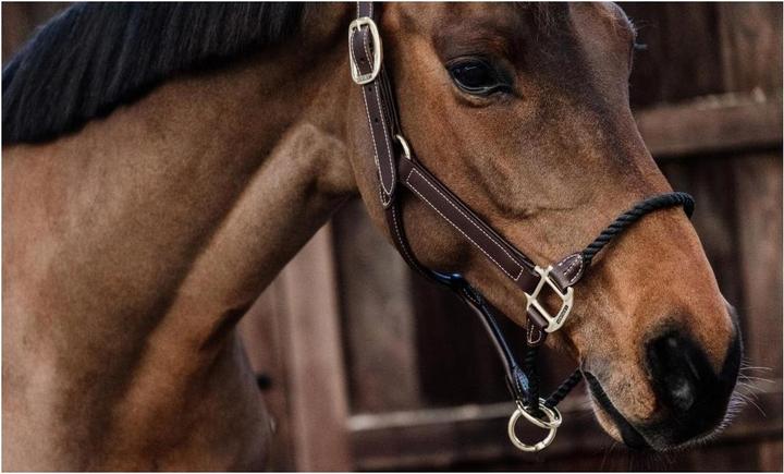 Produktbild Kentucky Horsewear Lederseilhalfter