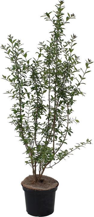 Produktbild Zulauf Gemeiner Liguster / Ligustrum v. 'Atrovirens' (100 cm)