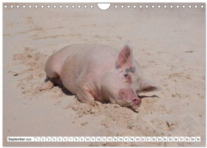 Produktbild Schweine im Dauerurlaub auf den Bahamas! (Wandkalender 2025 DIN A4 quer), Monatskalender (A4, Deutsch)