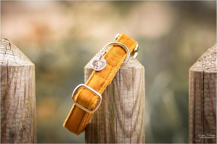 Produktbild Kentucky Dogwear Hundehalsband velvet (L, Hund, Hundesport)