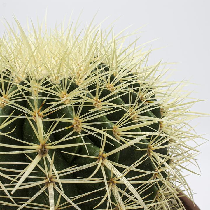Image du produit Kakteen Gautschi Goldkugelkaktus (30 cm)