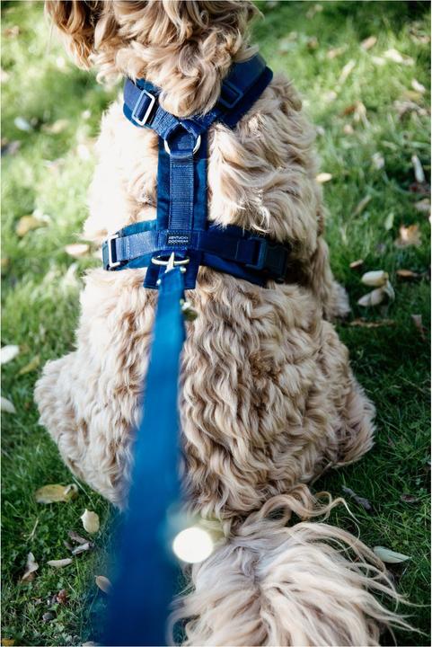 Produktbild Kentucky Dogwear Hundeleine Velvet (L, Hund, Allgemein)