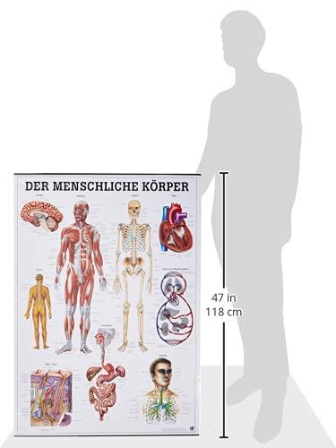 Produktbild Rüdiger Anatomische Lehrtafel Der menschliche Körper Deutsch (70 x 70 cm)
