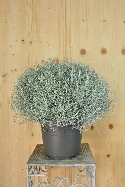 Produktbild Säntispracht Calocephalus Brownii (60 cm)