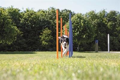 Immagine prodotto Trixie Slalom di agilità divertente (Destrezza)