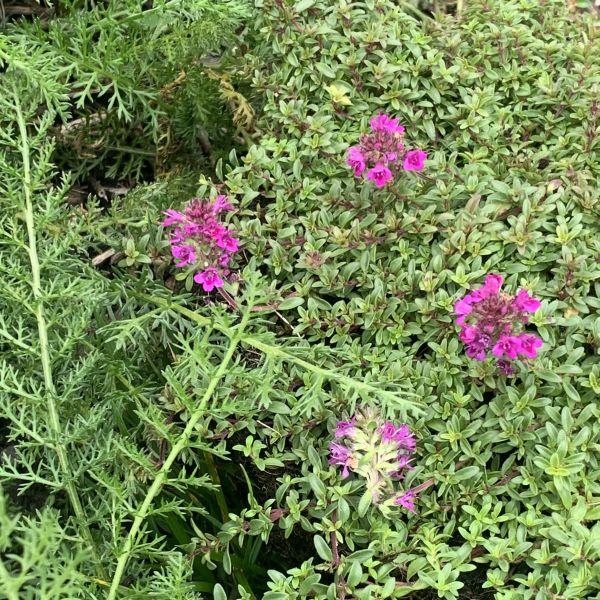 Produktbild Säntispracht 3 er Set, Der frühblühender Sand-Thymian - Thymus Purple Beauty (10 cm)