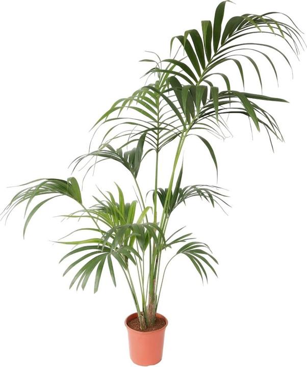 Plant in a Box Howea forsteriana - Kentia Palme (170 cm)