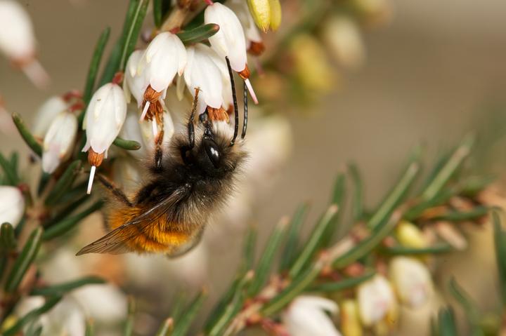Immagine prodotto Wildbiene BeeHome Classic (Ape)