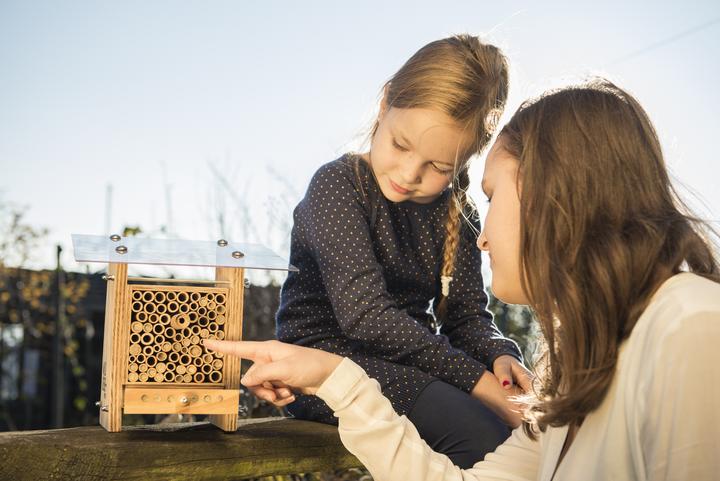 Image du produit Wildbiene BeeHome Observer (Abeille)