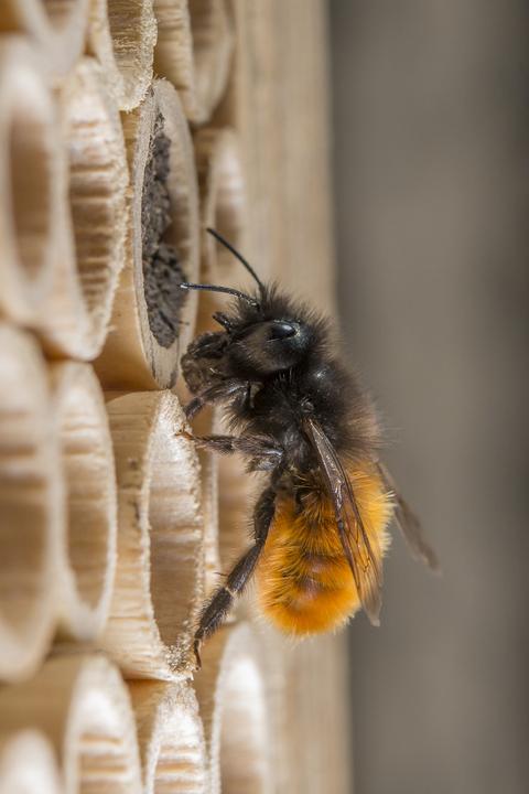 Immagine prodotto Wildbiene BeeHome Classic (Ape)