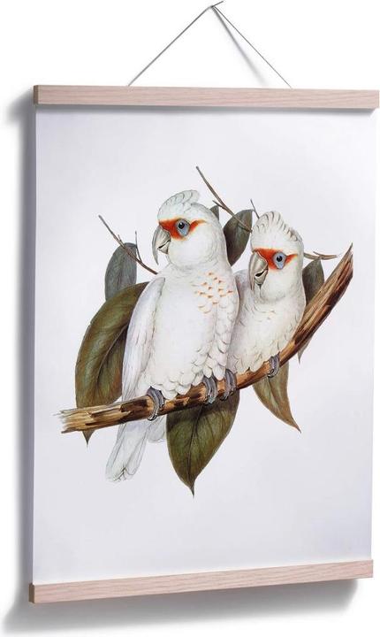 Produktbild Trenddeko Nasenkakadu (24 x 30 cm)