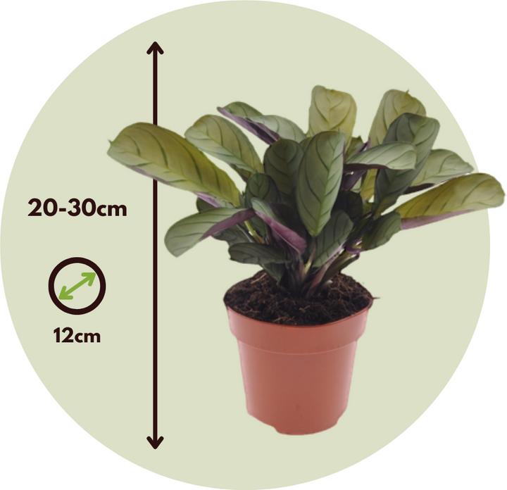 Image du produit Plant in a Box Ctenanthe Amagris - Plante à bandes (20 cm)