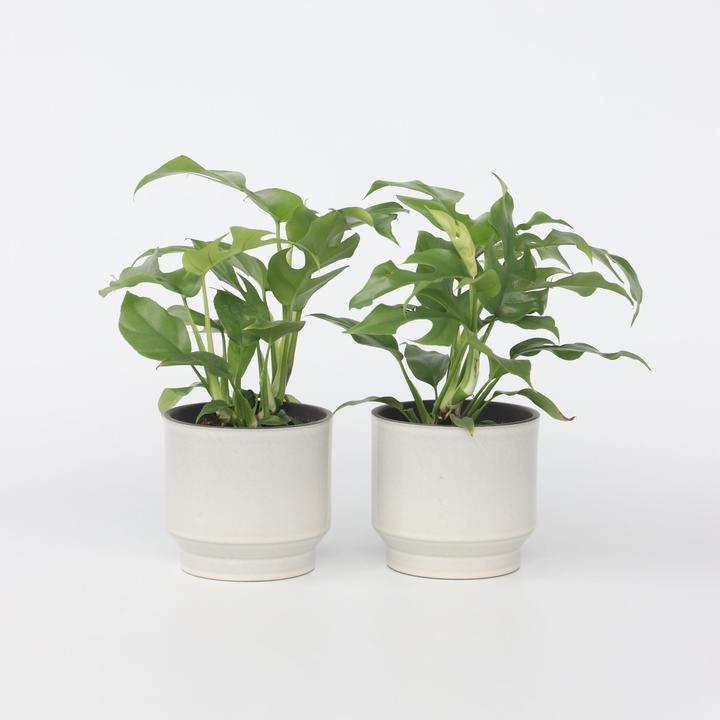 Produktbild Plant in a Box Rhaphidophora Tetrasperma - 2er Set Monstera Minima (20 cm)
