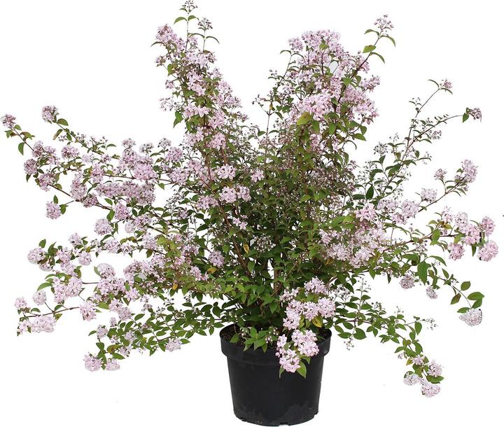 Actual product image Zulauf Rosen-Deutzie / Deutzia hyb. 'Mont Rose' (100 cm)