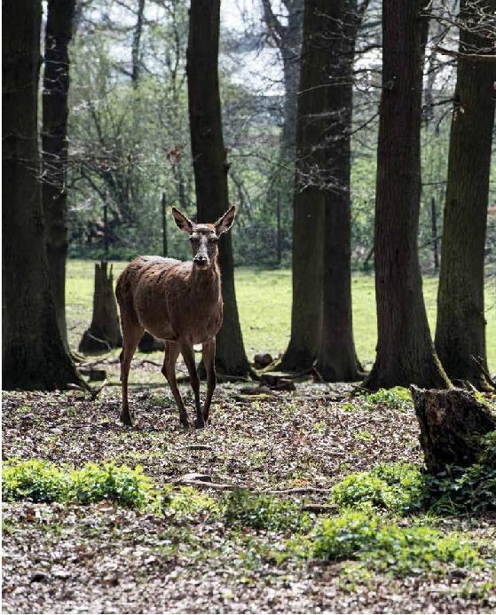 Image du produit Schnelle Wildgerichte - Das Wild Kochbuch (Allemand, Markus Bitzen, 2021)