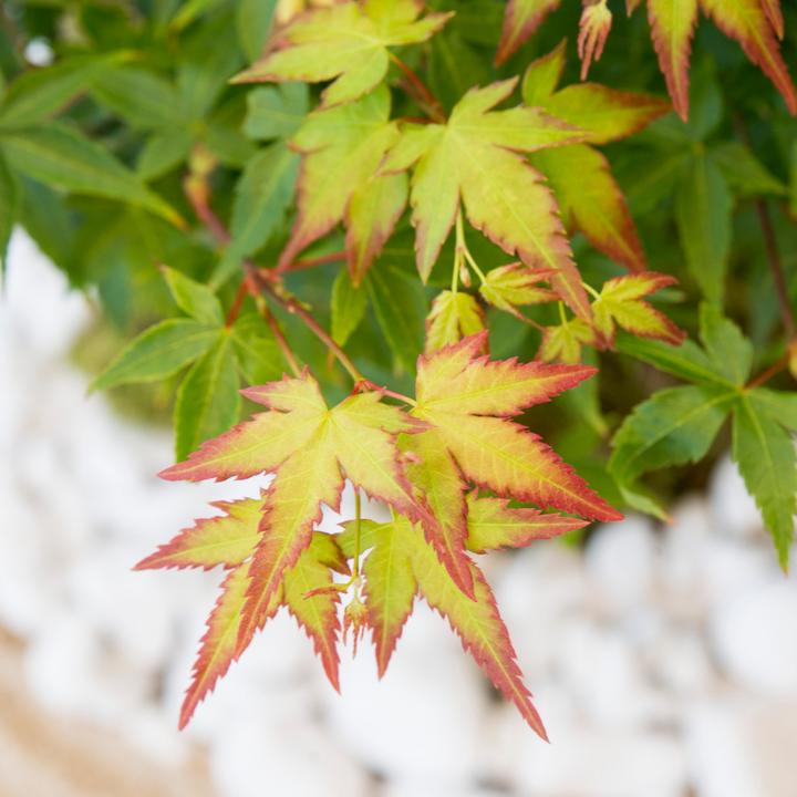 Produktbild Plant in a Box Acer palmatum 'Little Princess' - Japanischer Ahorn (45 cm)