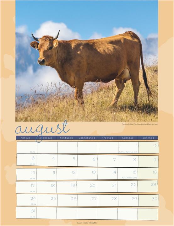 Actual product image Kuh Kalender 2026 (30 x 39 cm, German)