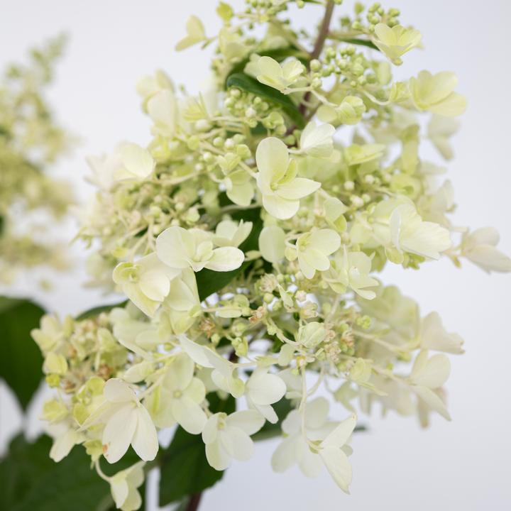 Actual product image Plant in a Box Hydrangea paniculata 'Candlelight' - set of 2 hydrangeas (25 cm)