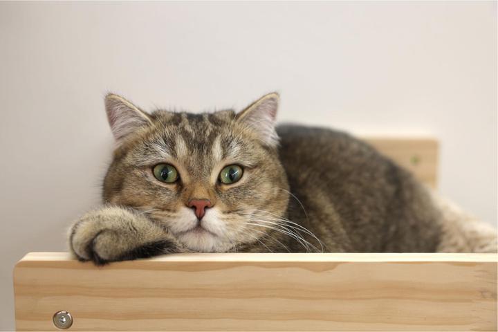 Produktbild Kerbl Hängematte Timber für Katzen (16 cm, Taupe, Natur)