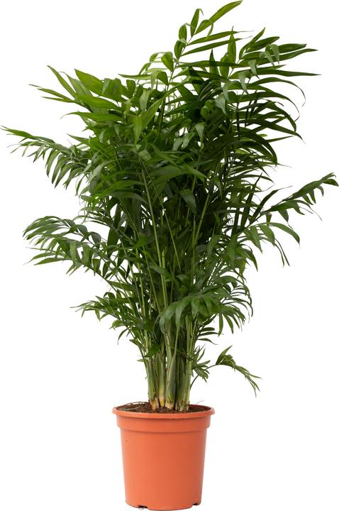 Produktbild Plant in a Box Chamaedorea elegans - Bergpalme (80 cm)