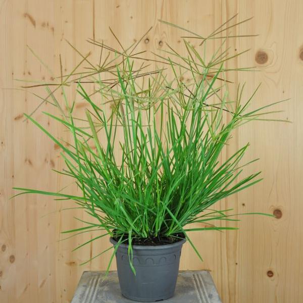 Produktbild Säntispracht 2 er Set, Das sonnenliebendes Australisches Fingergras - Chloris truncata Flying Stars (40 cm)