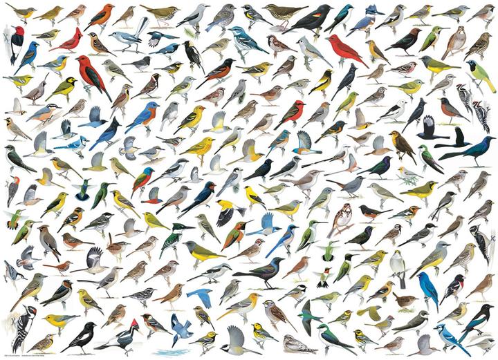 Actual product image Eurographics The world of birds (1000 pieces)