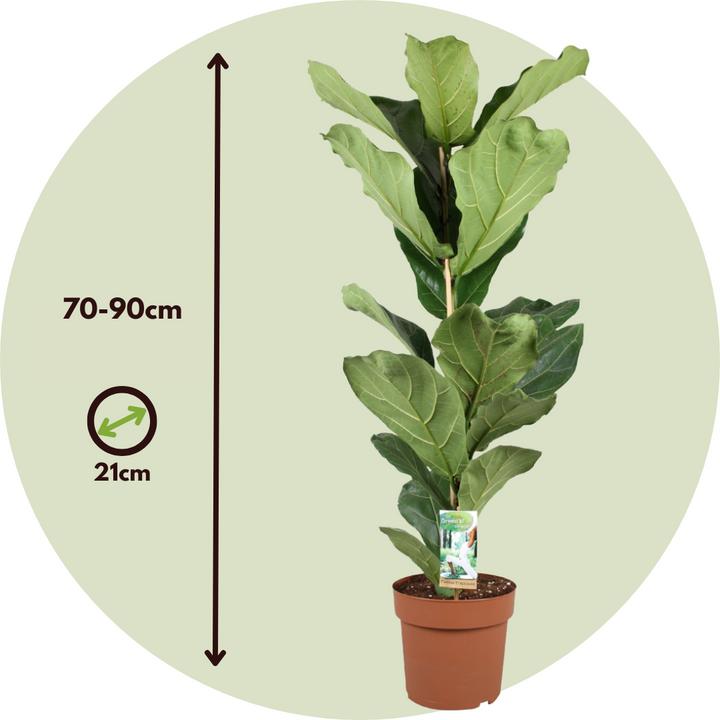 Produktbild Plant in a Box Ficus Lyrata - Geigenpflanze (100 cm)