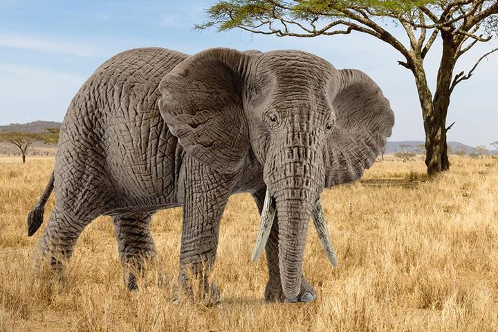 Produktbild Schleich Elefant