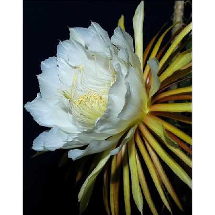 Produktbild Tropica Königin der Nacht (Selinecerus Grandiflorus) (Pflanzensamen)