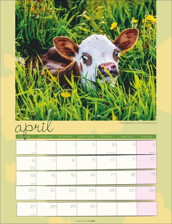 Actual product image Kuh Kalender 2026 (30 x 39 cm, German)