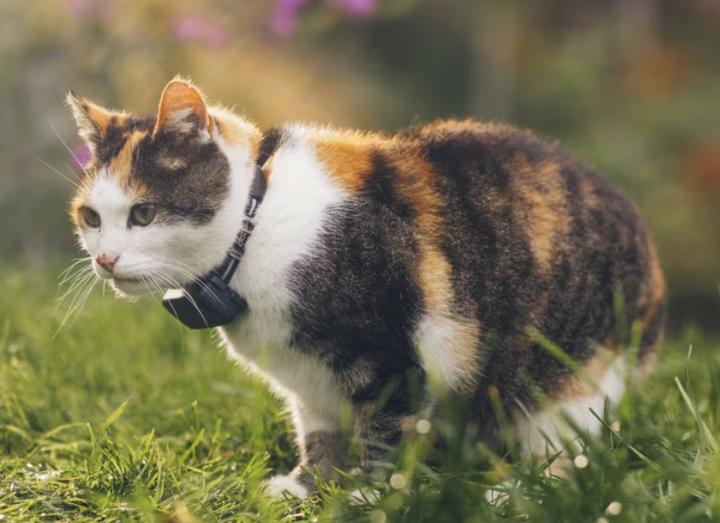 Actual product image Tractive CAT Mini GPS Tracker for Cats (Cat, General)