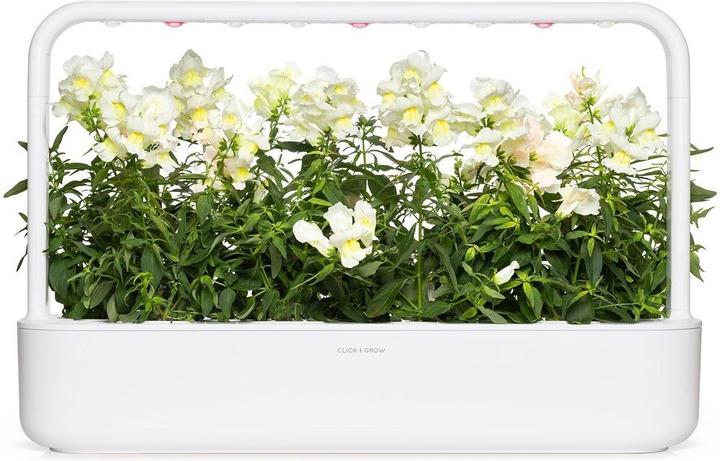 Actual product image Click and Grow Seeds White snapdragon 3-pack