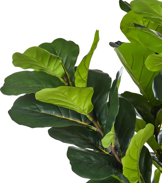 Produktbild Beliani Fig Tree (162 cm)