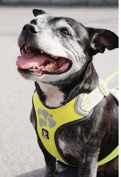 Produktbild Hurtta Geschirr Weekend Warrior ECO (XXL, Hund, Allgemein)