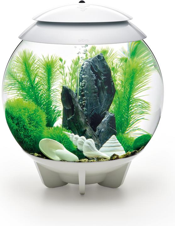 Actual product image Oase biOrb Aquarium 30 Decor Set (Embellishment, other buildings)