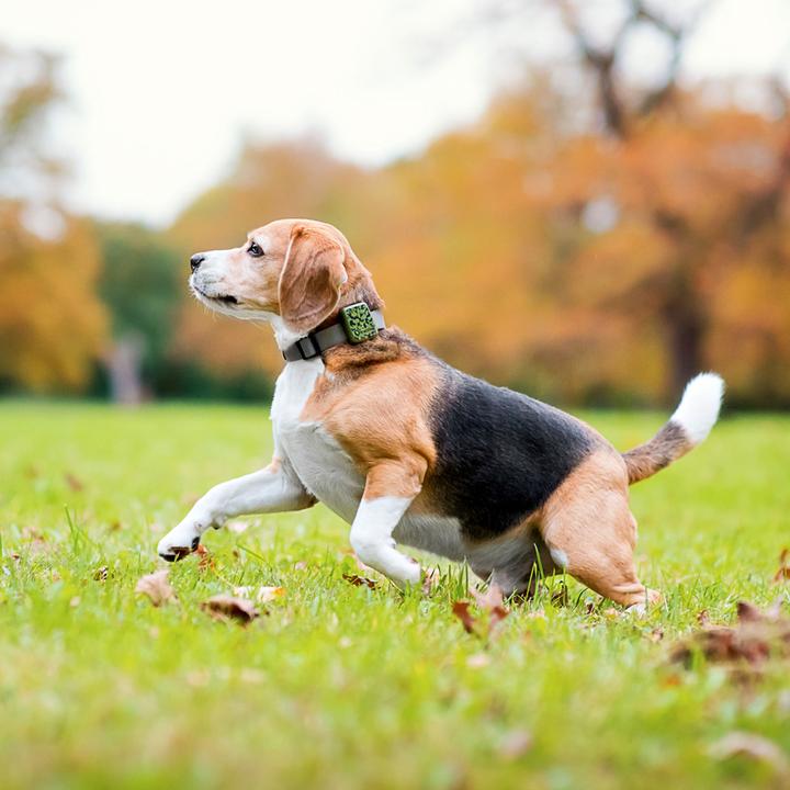 Actual product image Tractive GPS Pet Tracker (Dog)