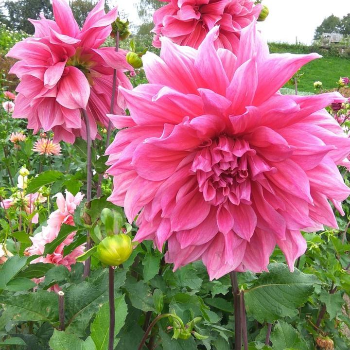 Produktbild Plant in a Box Dahlia 'Café au lait Rosé' - Dahlie (120 cm)