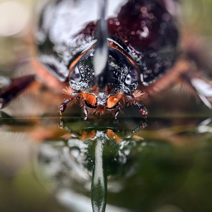 Productafbeelding Laowa 100mm f/2.8 Tilt Shift 1X Macro Lens Nikon Z (Nikon Z)