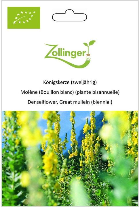 Produktbild Zollinger Bio Königskerze (zweijährig)