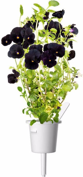 Actual product image Click and Grow Black pansy plant pads (Flower seeds)