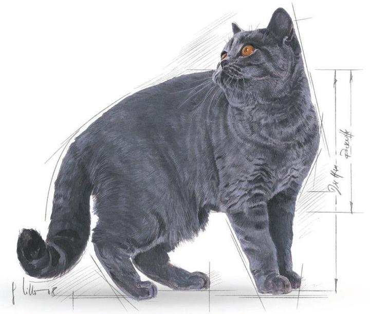 Image du produit Royal Canin British Shorthair 34 (Adulte, 1 pcs, 2000 g)