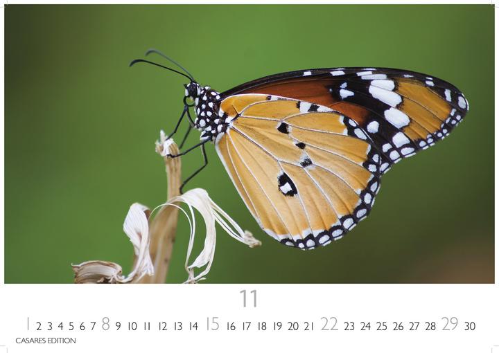 Produktbild Schmetterlinge 2026 L 35x50cm (35 x 50 cm, Deutsch)