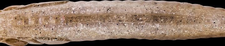 Produktbild Caperlan 332800 (6.20 cm)