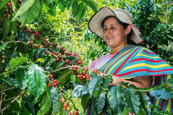 Produktbild Café Royal MH Royal Peru (10 x Port.)