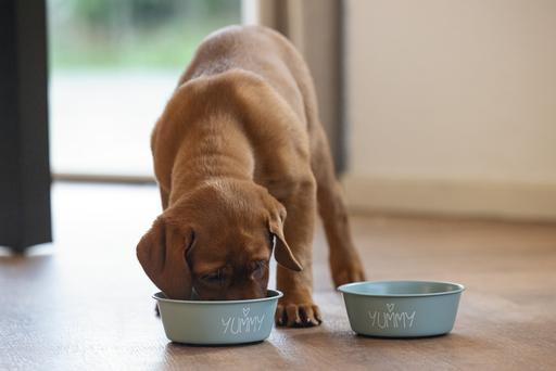 Produktbild Beeztees Puppy Napf Snoes (0.47 l)