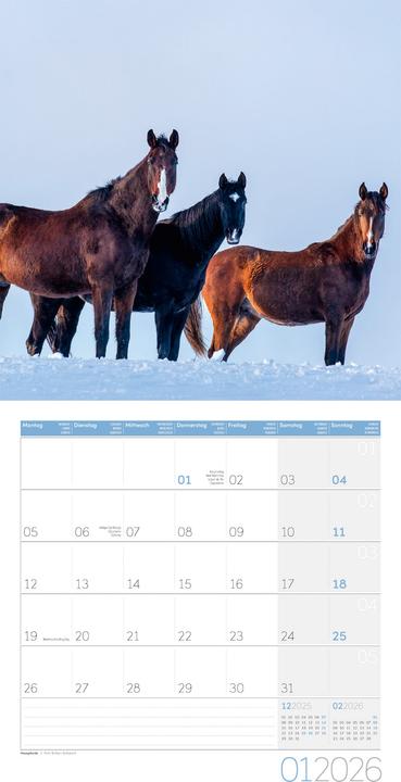 Actual product image Pferde Kalender 2026 - 30x30 (30 x 30 cm, Hardcover, German)
